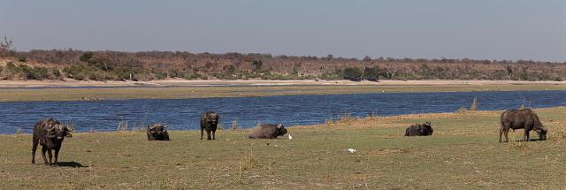 025 Chobe NP, buffels.jpg